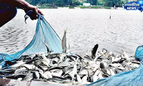 हिमाचल में मत्स्य क्षेत्र ने खोले रोजगार-समृद्धि के नए द्वार हिमाचल में मत्स्य क्षेत्र ने खोले रोजगार-समृद्धि के नए द्वार