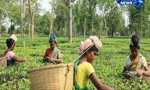Assam : हिमंत बिस्वा सरमा ने चाय बागानों में स्वास्थ्य सुविधा विस्तार की जानकारी दी Assam : हिमंत बिस्वा सरमा ने चाय बागानों में स्वास्थ्य सुविधा विस्तार की जानकारी दी