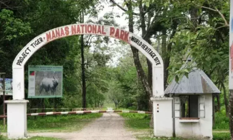 Assam: मानस नेशनल पार्क में घास संरक्षण के लिए नर्सरी शुरू Assam: मानस नेशनल पार्क में घास संरक्षण के लिए नर्सरी शुरू