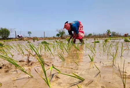 महाराष्ट्र सरकार की किसानों से अपील, 15 जून से पहले बुवाई में न करें जल्दबाजी महाराष्ट्र सरकार की किसानों से अपील, 15 जून से पहले बुवाई में न करें जल्दबाजी