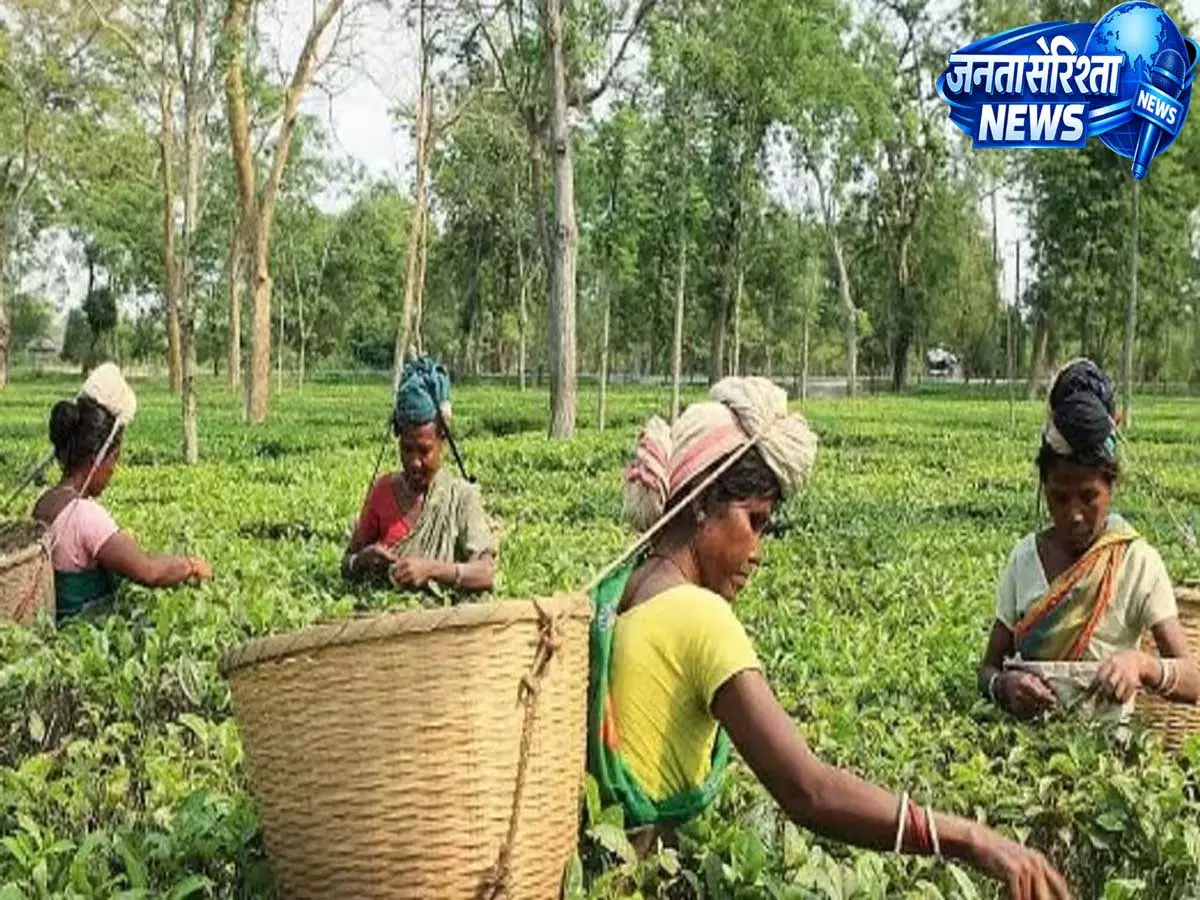 Assam सरकार का बड़ा कदम: चाय बागानों में बढ़ेगा हेल्थकेयर नेटवर्क Assam सरकार का बड़ा कदम: चाय बागानों में बढ़ेगा हेल्थकेयर नेटवर्क