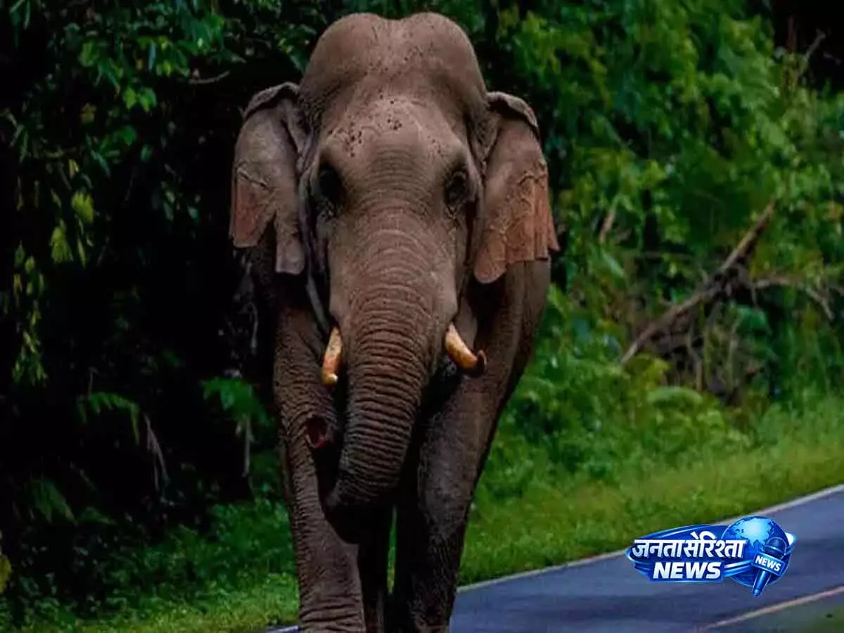kerala: सूर्यनेल्ली में बेटे को स्कूल ले जा रही महिला को हाथी ने कुचलकर मार डाला kerala: सूर्यनेल्ली में बेटे को स्कूल ले जा रही महिला को हाथी ने कुचलकर मार डाला