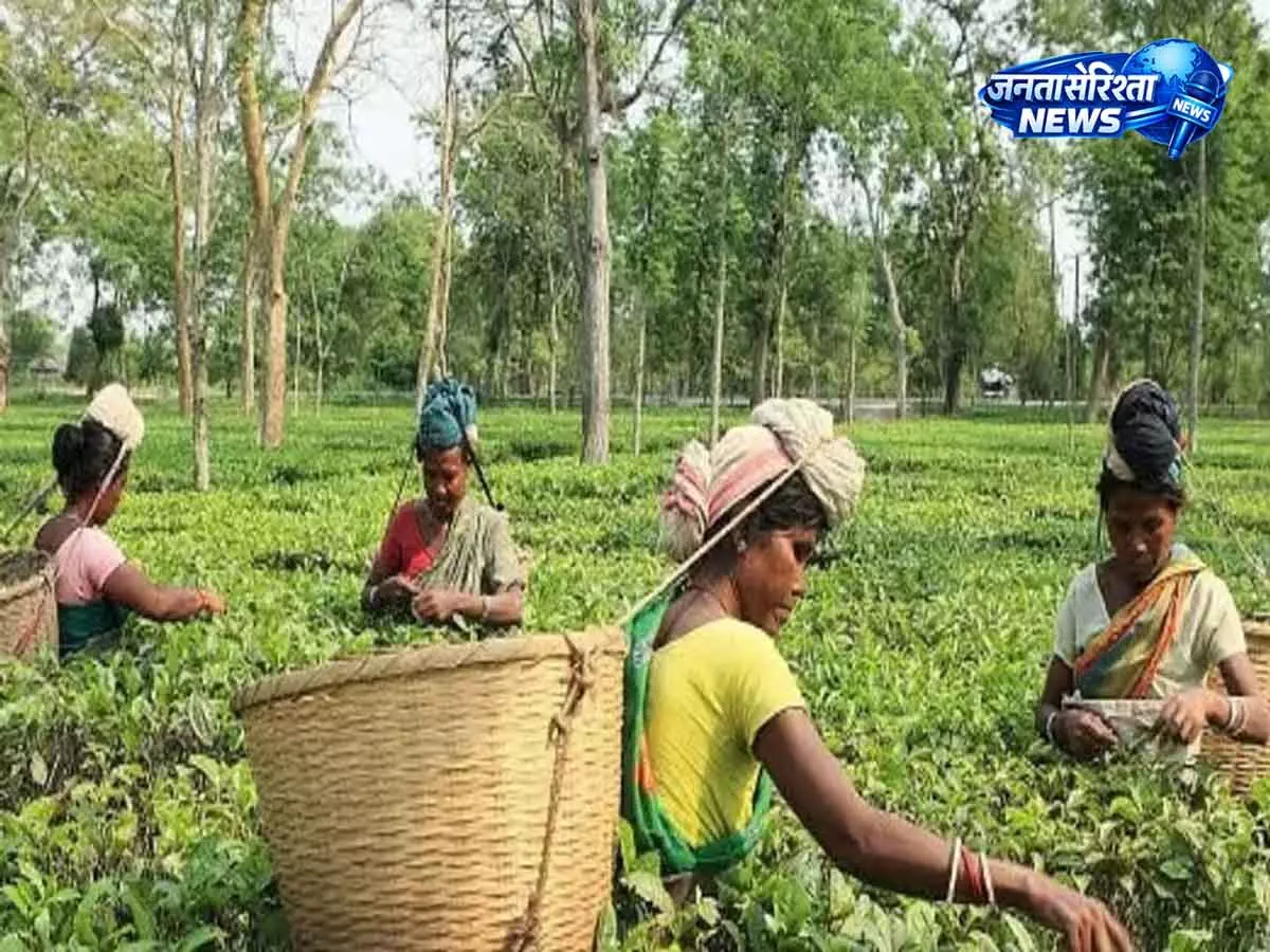 Assam : हिमंत बिस्वा सरमा ने चाय बागानों में स्वास्थ्य सुविधा विस्तार की जानकारी दी Assam : हिमंत बिस्वा सरमा ने चाय बागानों में स्वास्थ्य सुविधा विस्तार की जानकारी दी
