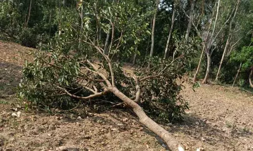Himachal में हाथी हमले से फसलों को नुकसान Himachal में हाथी हमले से फसलों को नुकसान