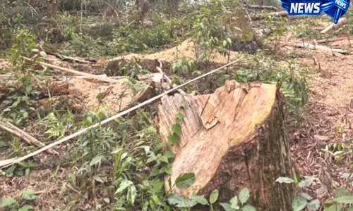 Sikkim: वन विभाग ने लकड़ी कटाई में लापरवाही के आरोपों को किया खारिज