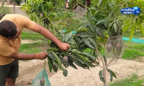 Baghauli : किसान हरिशंकर यादव ने उगाया दुनिया का सबसे महंगा मियाजाकी आम Baghauli : किसान हरिशंकर यादव ने उगाया दुनिया का सबसे महंगा मियाजाकी आम