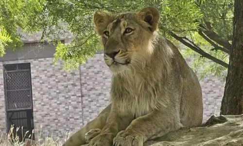 Up : इटावा सफारी पार्क में शेरों का कुनबा बढ़ाने की तैयारी, राजगीर से बब्बर शेर आने वाले हैं Up : इटावा सफारी पार्क में शेरों का कुनबा बढ़ाने की तैयारी, राजगीर से बब्बर शेर आने वाले हैं