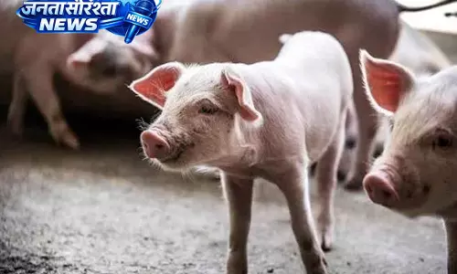 Thizama में ASF का प्रकोप: DC कोहिमा ने रोकथाम के उपायों के आदेश दिए Thizama में ASF का प्रकोप: DC कोहिमा ने रोकथाम के उपायों के आदेश दिए