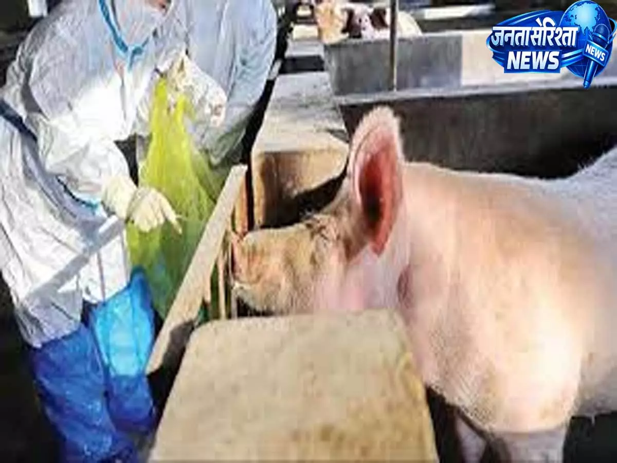 Nagaland: कोहिमा में अफ्रीकन स्वाइन फीवर का पता चला Nagaland: कोहिमा में अफ्रीकन स्वाइन फीवर का पता चला