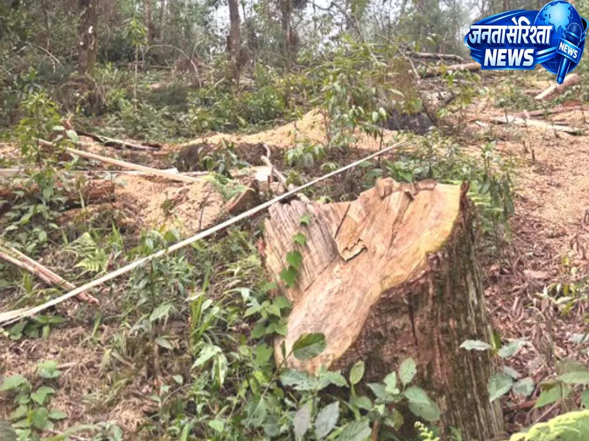 Sikkim: वन विभाग ने लकड़ी कटाई में लापरवाही के आरोपों को किया खारिज Sikkim: वन विभाग ने लकड़ी कटाई में लापरवाही के आरोपों को किया खारिज