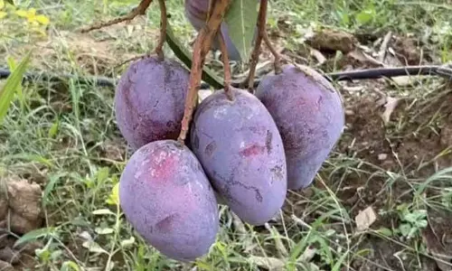 3 लाख रुपए किलो, बस्तर को अब मियाजाकी आम ने भी दिलाई नई पहचान 3 लाख रुपए किलो, बस्तर को अब मियाजाकी आम ने भी दिलाई नई पहचान