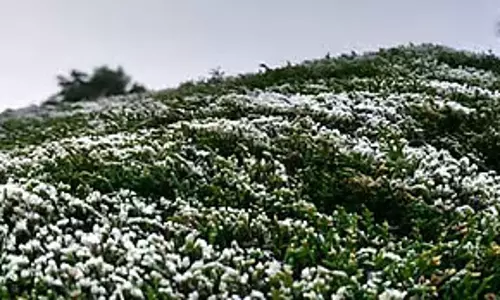 Ooty में बढ़ी ठंड, टूरिस्टों ने उठाया मौसम का आनंद