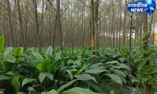 Yamunanagar में प्राकृतिक खेती को बढ़ावा
