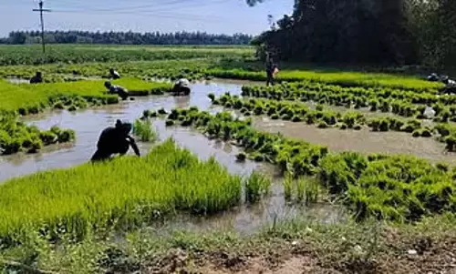 Mettur डैम में कम जलस्तर, डेल्टा जिलों में धान की पैदावार को खतरा Mettur डैम में कम जलस्तर, डेल्टा जिलों में धान की पैदावार को खतरा