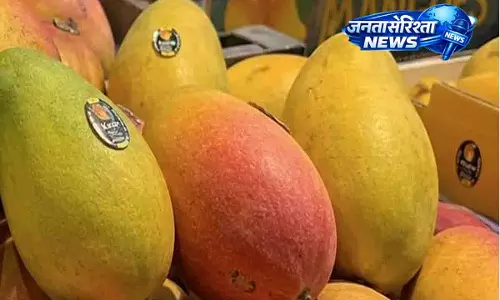 भारतीय आमों ने पूरे US में गर्मियों में धूम मचा दी भारतीय आमों ने पूरे US में गर्मियों में धूम मचा दी