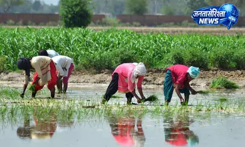 धान की बुआई का आखिरी चरण शुरू, Punjab में बिजली की मांग चरम पर धान की बुआई का आखिरी चरण शुरू, Punjab में बिजली की मांग चरम पर