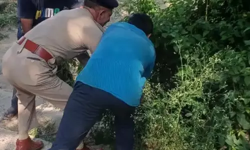 Dharamshala: देहरा में पुलिस ने भांग के पौधों को उखाड़कर किया नष्ट Dharamshala: देहरा में पुलिस ने भांग के पौधों को उखाड़कर किया नष्ट
