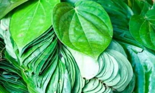 धन वृद्धि और नकारात्मकता दूर करने में सहायक माने जाते हैं पान के पत्ते के उपाय धन वृद्धि और नकारात्मकता दूर करने में सहायक माने जाते हैं पान के पत्ते के उपाय