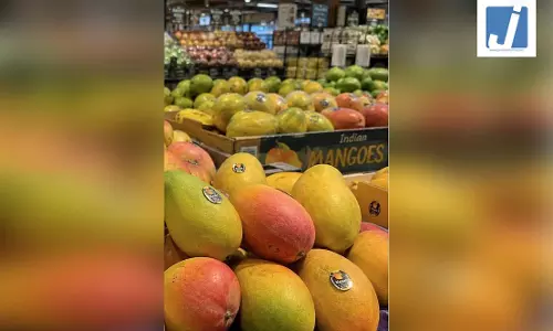 केसर, अल्फांसो और लंगड़ा की डिमांड बढ़ी, अमेरिकी बाजार में बढ़ा भारतीय आमों का क्रेज केसर, अल्फांसो और लंगड़ा की डिमांड बढ़ी, अमेरिकी बाजार में बढ़ा भारतीय आमों का क्रेज