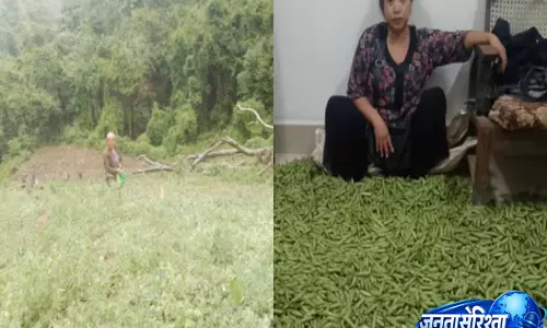 हरी मटर की खेती से बदलाव की कहानी, Manipur में 124 परिवारों ने छोड़ी अफीम खेती हरी मटर की खेती से बदलाव की कहानी, Manipur में 124 परिवारों ने छोड़ी अफीम खेती