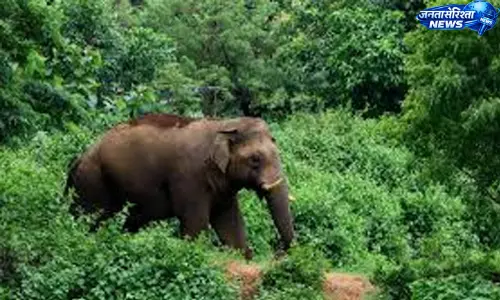 Kerala : सूर्यनेल्ली क्षेत्र में जंगल के हमले से मौतों और घायल होने वालों की संख्या बढ़ी