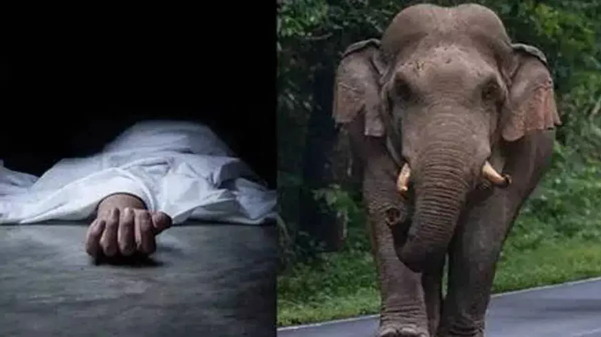 Wayanad में हाथी के हमले में घायल हुए मजदूर की मौत Wayanad में हाथी के हमले में घायल हुए मजदूर की मौत
