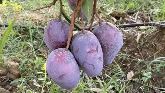 3 लाख रुपए किलो, बस्तर को अब मियाजाकी आम ने भी दिलाई नई पहचान 3 लाख रुपए किलो, बस्तर को अब मियाजाकी आम ने भी दिलाई नई पहचान