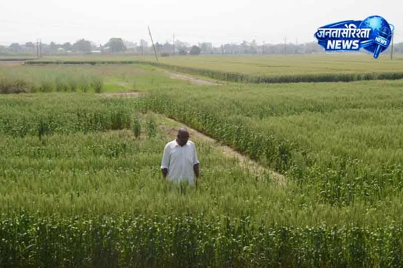 Haryana में प्रिसिजन टेक से खेती में बदलाव Haryana में प्रिसिजन टेक से खेती में बदलाव
