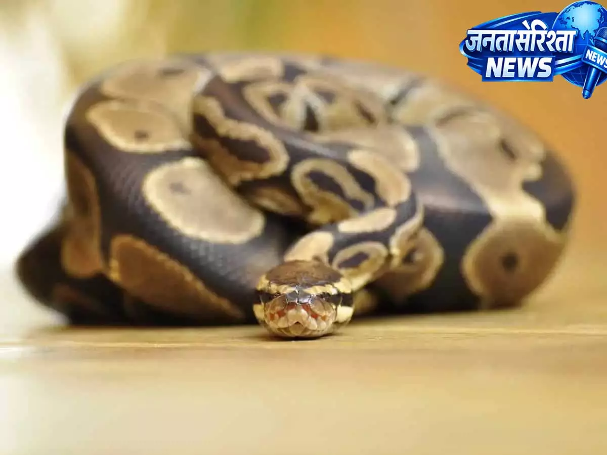 Hyderabad: अजगर की मौजूदगी से फैली दहशत, रेस्क्यू टीम ने संभाला मोर्चा Hyderabad: अजगर की मौजूदगी से फैली दहशत, रेस्क्यू टीम ने संभाला मोर्चा