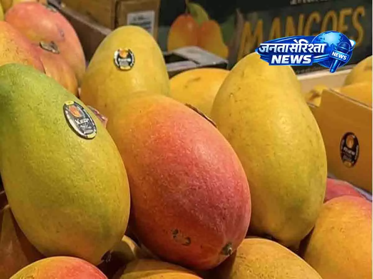 भारतीय आमों ने पूरे US में गर्मियों में धूम मचा दी भारतीय आमों ने पूरे US में गर्मियों में धूम मचा दी