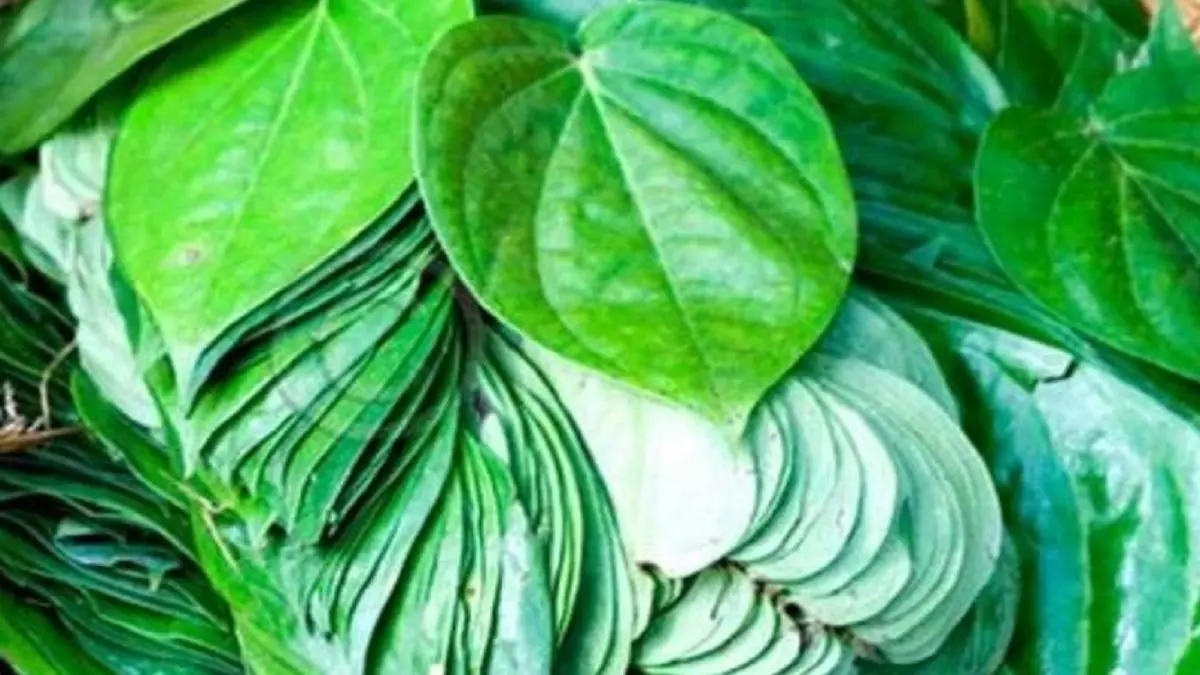 धन वृद्धि और नकारात्मकता दूर करने में सहायक माने जाते हैं पान के पत्ते के उपाय धन वृद्धि और नकारात्मकता दूर करने में सहायक माने जाते हैं पान के पत्ते के उपाय