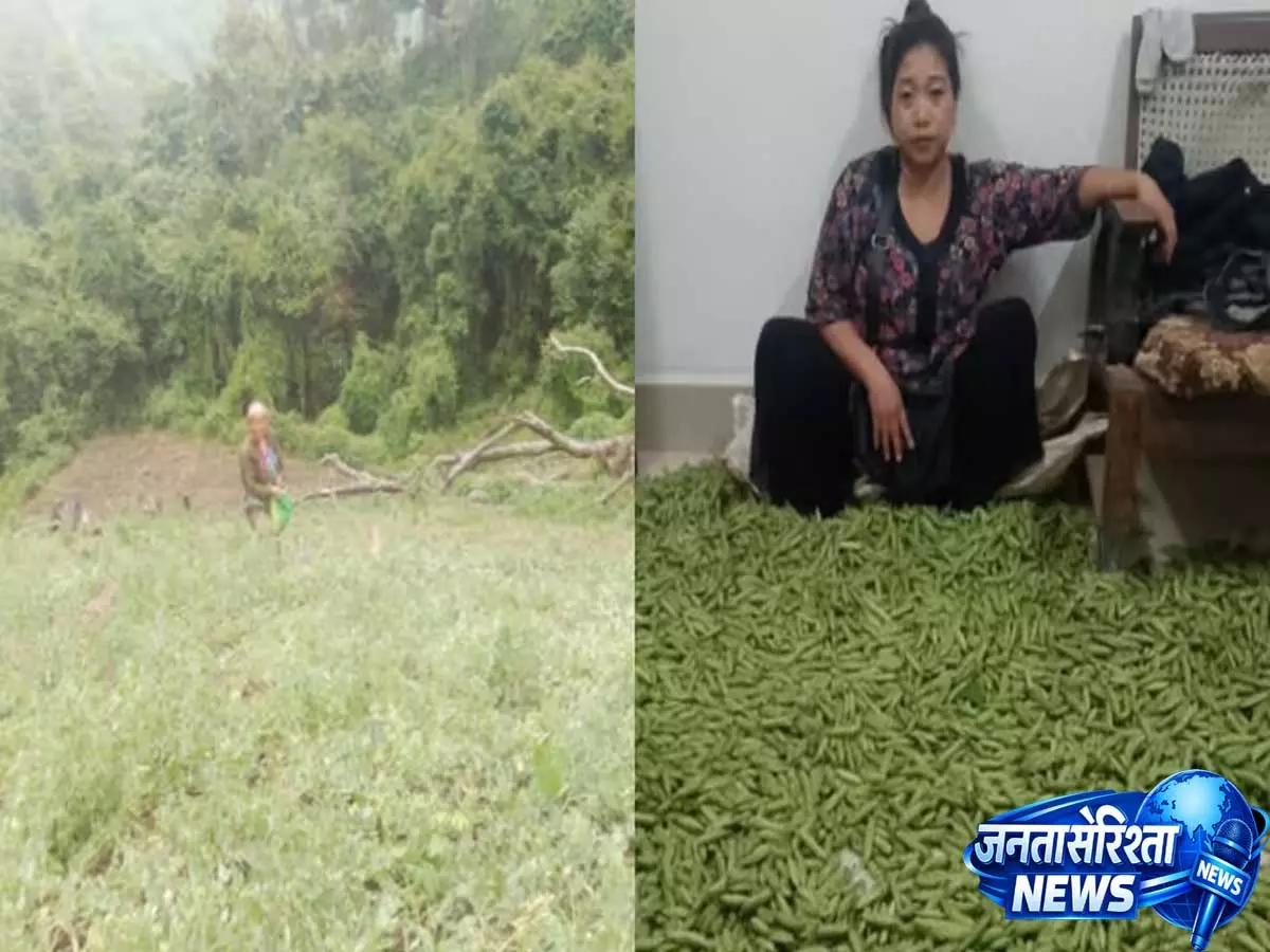 हरी मटर की खेती से बदलाव की कहानी, Manipur में 124 परिवारों ने छोड़ी अफीम खेती हरी मटर की खेती से बदलाव की कहानी, Manipur में 124 परिवारों ने छोड़ी अफीम खेती