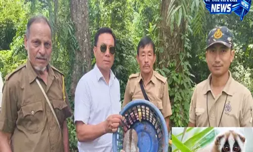 Ruksin: बस्तियों में भटककर आने वाले स्लो लोरिस बने चिंता का विषय