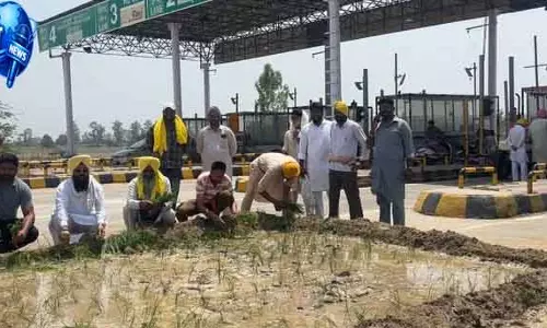 Ferozepur टोल प्लाज़ा पर किसानों का हंगामा, NH-5 पर धान रोपाई