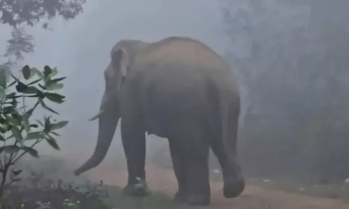 Odisha : देवगढ़ में हाथी के हमले से व्यक्ति की मौत, तस्वीर लेने के दौरान हुआ हादसा Odisha : देवगढ़ में हाथी के हमले से व्यक्ति की मौत, तस्वीर लेने के दौरान हुआ हादसा