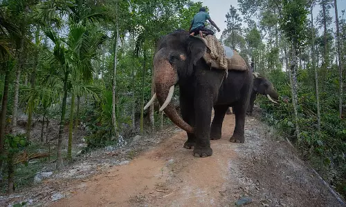 Kerala : जंगली हाथी के हमलों से दो मौतें, वन्यजीव–मानव संघर्ष पर सरकार पर बढ़ा दबाव