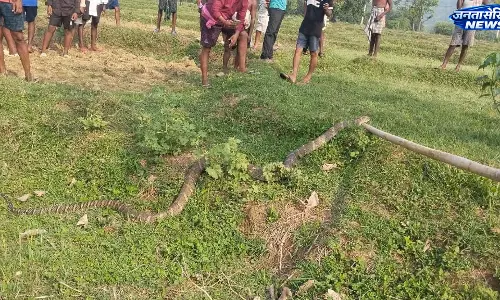 Odisha : बालासोर में 15 फीट लंबा किंग कोबरा रेस्क्यू, ग्रामीणों में फैली दहशत Odisha : बालासोर में 15 फीट लंबा किंग कोबरा रेस्क्यू, ग्रामीणों में फैली दहशत
