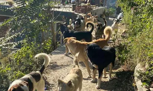 Kullu में डॉग शेल्टर योजना कागजी कार्रवाई में फंसी Kullu में डॉग शेल्टर योजना कागजी कार्रवाई में फंसी