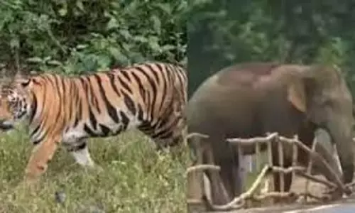 Kerala: वन मंत्री पर सवाल, जंगली जानवरों को लेकर बयान चर्चा में Kerala: वन मंत्री पर सवाल, जंगली जानवरों को लेकर बयान चर्चा में