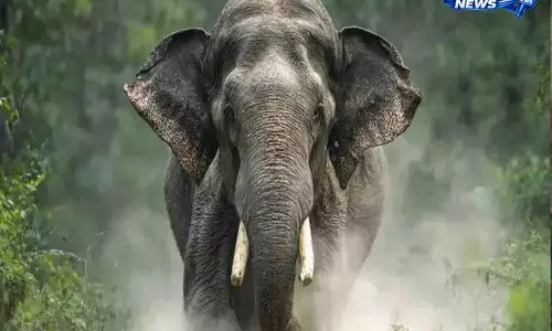 Kerala: अट्टापडी में हाथी के हमले में तीन लोग घायल Kerala: अट्टापडी में हाथी के हमले में तीन लोग घायल