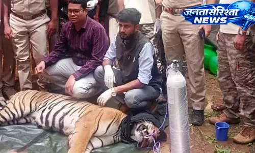 Mysore : पिछले दो सालों से घूम रही मादा बाघ को बगीचे में पिंजरे में पकड़ा गया Mysore : पिछले दो सालों से घूम रही मादा बाघ को बगीचे में पिंजरे में पकड़ा गया
