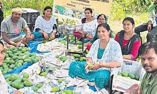 अंगुल के आमों ने लंदन में दस्तक दी अंगुल के आमों ने लंदन में दस्तक दी
