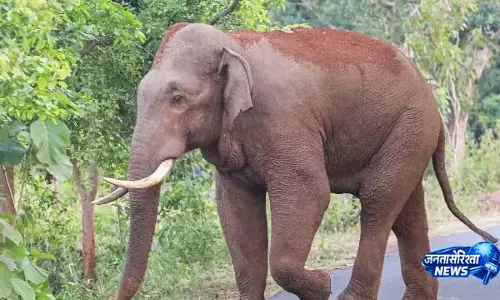 Deogarh में जंगली हाथी ने कार से खींचकर एक व्यक्ति की जान ले ली