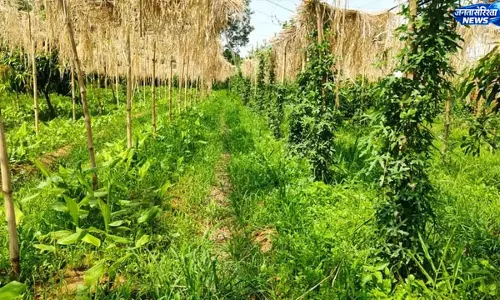Domchanch : किसान सुमन लाल मेहता ने शुरू की थ्री-लेयर खेती, कम जमीन में तीन स्तर पर उत्पादन Domchanch : किसान सुमन लाल मेहता ने शुरू की थ्री-लेयर खेती, कम जमीन में तीन स्तर पर उत्पादन
