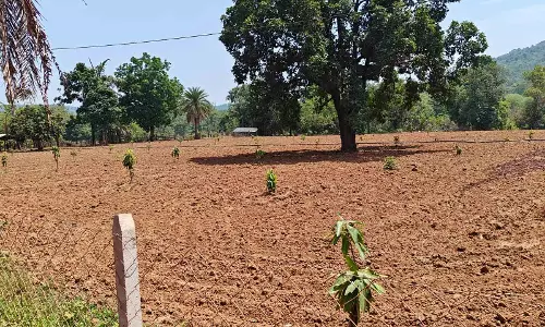 नारायणपुर का मॉडल बना मिसाल, किसानों के खेतों में फलदार क्रांति नारायणपुर का मॉडल बना मिसाल, किसानों के खेतों में फलदार क्रांति