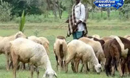 कुरुबा चरवाहों की 400 किमी यात्रा पर आधारित डॉक्यूमेंट्री भेड़ चाल कुरुबा चरवाहों की 400 किमी यात्रा पर आधारित डॉक्यूमेंट्री भेड़ चाल