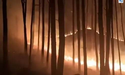 FIRE: इको पार्क बठूनी में भीषण जंगल की आग, गर्मी और सूखे ने बढ़ाई चुनौती FIRE: इको पार्क बठूनी में भीषण जंगल की आग, गर्मी और सूखे ने बढ़ाई चुनौती