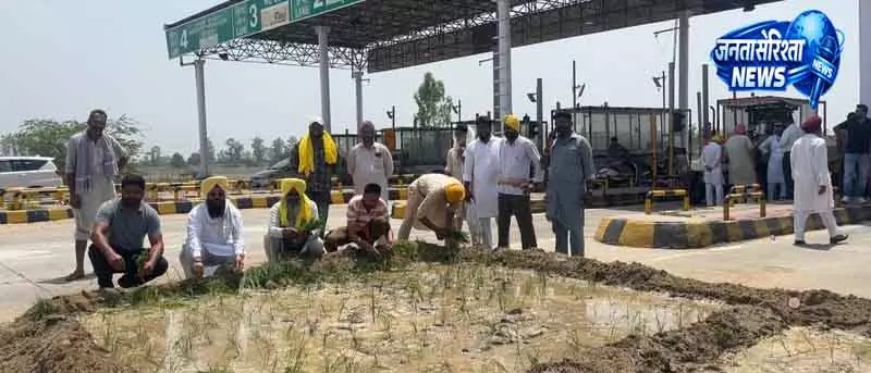 Ferozepur टोल प्लाज़ा के पास धान रोपकर किसानों ने जताया विरोध Ferozepur टोल प्लाज़ा के पास धान रोपकर किसानों ने जताया विरोध