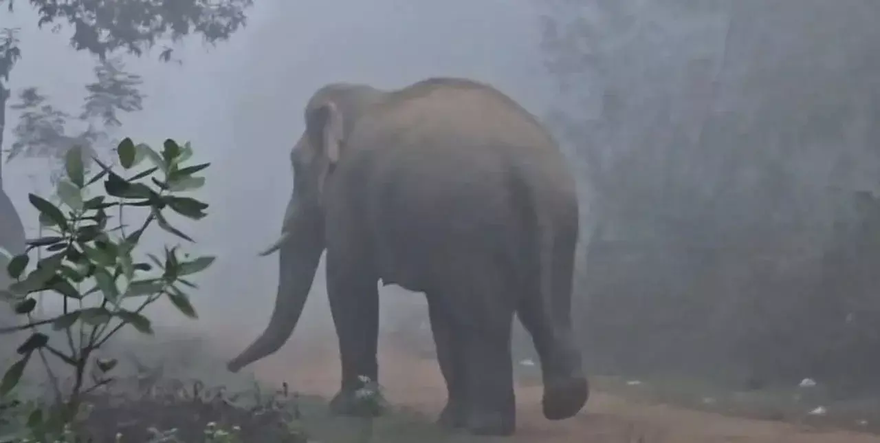 Odisha : देवगढ़ में हाथी के हमले से व्यक्ति की मौत, तस्वीर लेने के दौरान हुआ हादसा