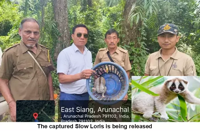 Arunachal: बस्तियों में भटककर आने वाले स्लो लोरिस चिंता का विषय हैं Arunachal: बस्तियों में भटककर आने वाले स्लो लोरिस चिंता का विषय हैं